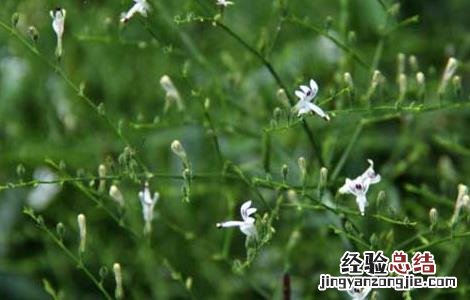 穿心莲种植技术 穿心莲种植技术PPT