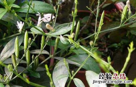 穿心莲种植技术 穿心莲种植技术PPT