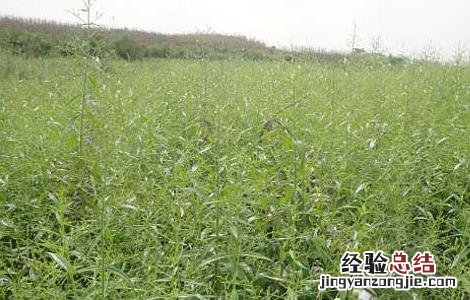 穿心莲种植技术 穿心莲种植技术PPT