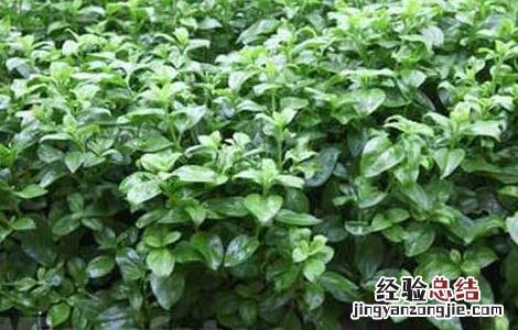 穿心莲种植技术 穿心莲种植技术PPT