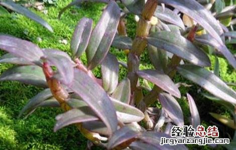 石斛根腐病图片 石斛根腐病防治方法