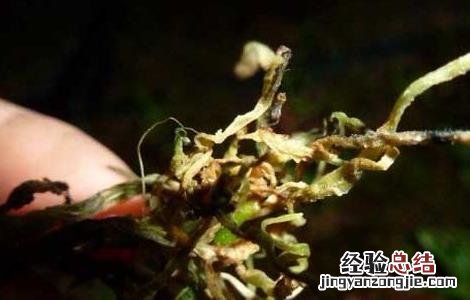 石斛根腐病图片 石斛根腐病防治方法