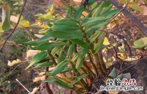 石斛根腐病图片 石斛根腐病防治方法