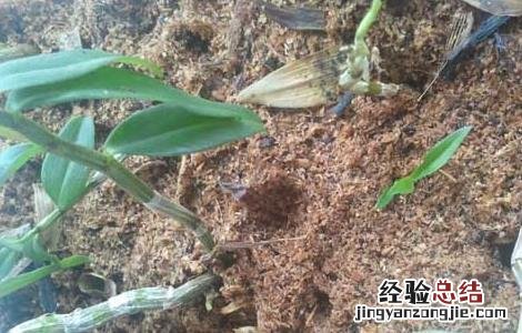 石斛根腐病图片 石斛根腐病防治方法