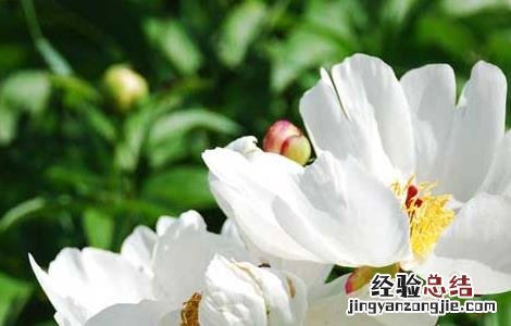 白芍种植技术要点 白芍种植技术