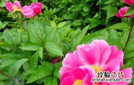 白芍种植技术要点 白芍种植技术