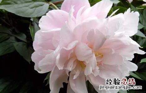 白芍种植技术要点 白芍种植技术