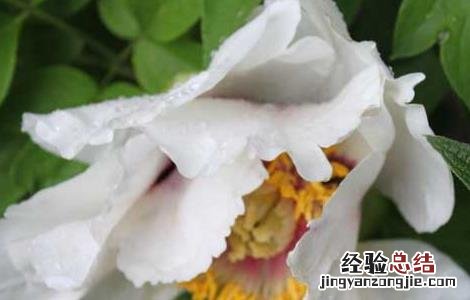 白芍种植技术要点 白芍种植技术