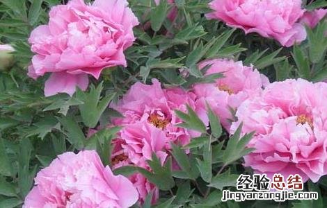 芍药种子怎么种植 芍药种子种植方法和时间