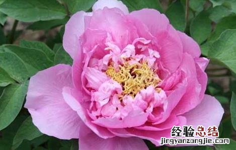 芍药种子怎么种植 芍药种子种植方法和时间