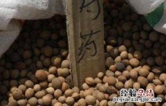 芍药种子怎么种植 芍药种子种植方法和时间