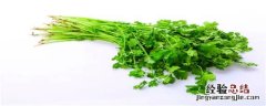 冬天种香菜生长期多少天 秋天种香菜生长期多少天?