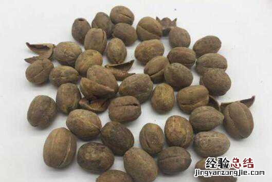 巴豆的作用，服用巴豆的禁忌有哪些 巴豆的功效与作用及用法中药禁忌