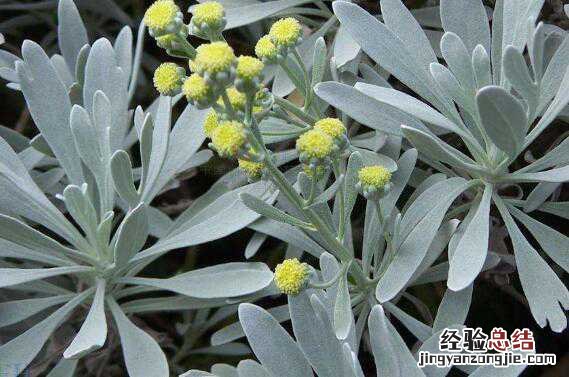 芙蓉菊的功效与作用，芙蓉菊的副作用与禁忌有哪些
