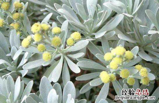 芙蓉菊的功效与作用，芙蓉菊的副作用与禁忌有哪些