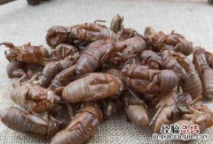 蝉蜕的功效与作用，蝉蜕的副作用 蝉蜕的功效与作用与副作用