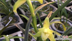 兰花可以开多久花 兰花养多久能开花