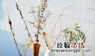 干花放哪里不影响风水 摆放干花对风水有影响嘛