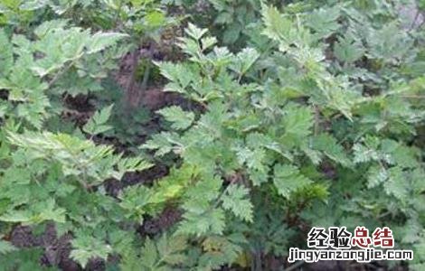 当归适合在什么地方种植 当归种植条件有哪些
