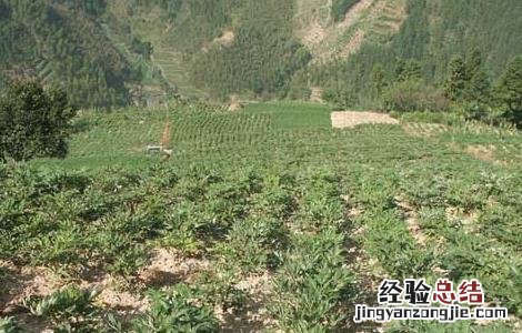 当归适合在什么地方种植 当归种植条件有哪些