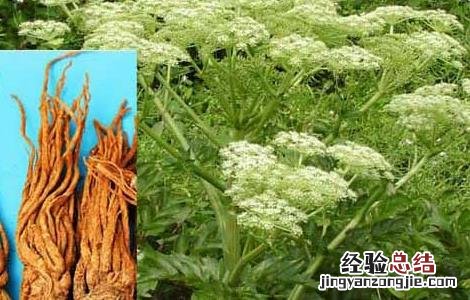 当归适合在什么地方种植 当归种植条件有哪些