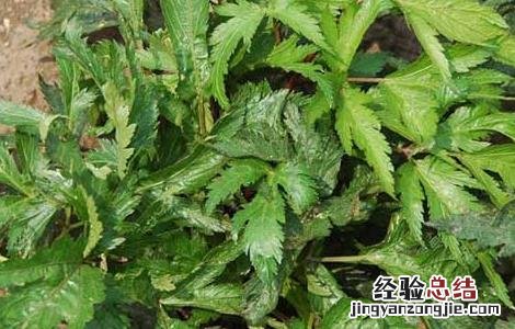 当归适合在什么地方种植 当归种植条件有哪些