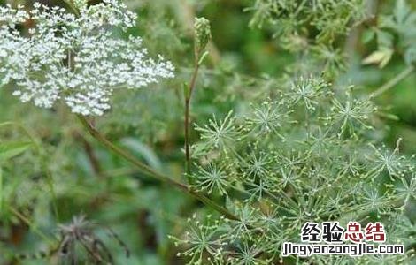 当归适合在什么地方种植 当归种植条件有哪些