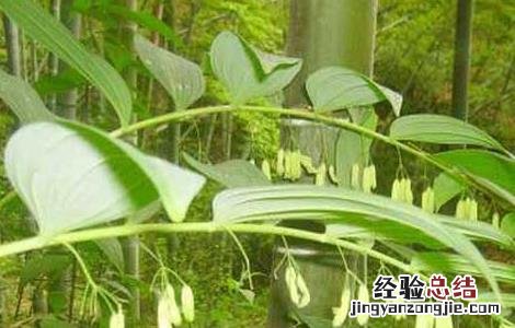 黄精的产地有哪些 哪个产地的黄精好