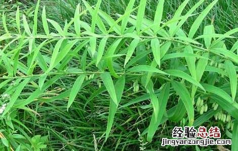 黄精的产地有哪些 哪个产地的黄精好