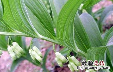 黄精种植技术 鸡头黄精种植技术