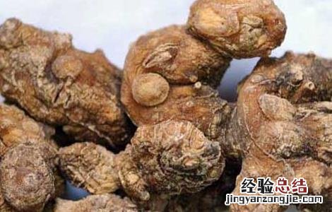 黄精种植技术 鸡头黄精种植技术