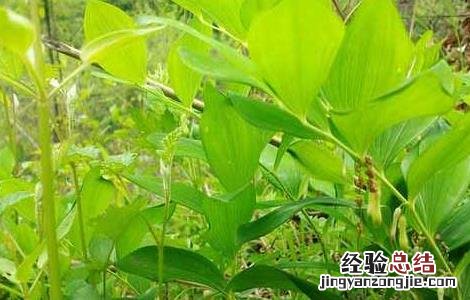 黄精种植技术 鸡头黄精种植技术