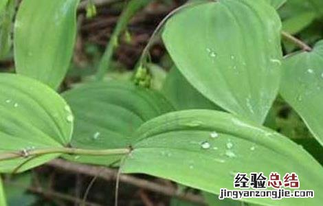 黄精种植技术 鸡头黄精种植技术