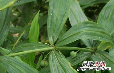黄精种植技术 鸡头黄精种植技术