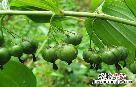 黄精种植技术 鸡头黄精种植技术