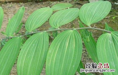 黄精种植技术 鸡头黄精种植技术