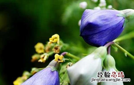桔梗花的花语是什么? 桔梗花的花语和传说