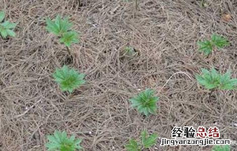三七种子怎么种植花盆视频 三七种子怎么种