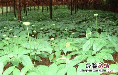 三七种子怎么种植花盆视频 三七种子怎么种