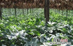 三七种子怎么种植花盆视频 三七种子怎么种