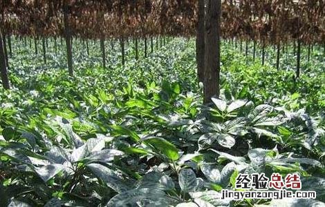 三七种子怎么种植花盆视频 三七种子怎么种
