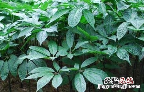 三七种子怎么种植花盆视频 三七种子怎么种