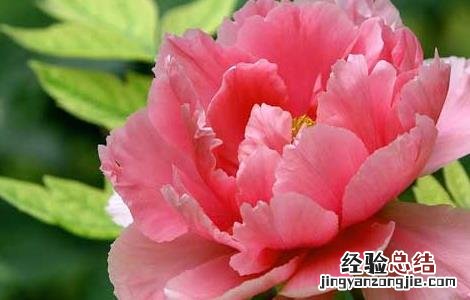 芍药花的花语是什么视频 芍药花的花语是什么