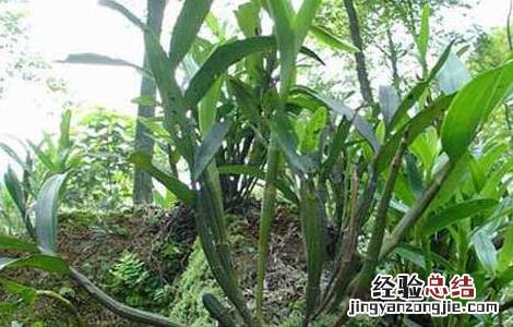 铁皮石斛产地在哪里 正宗铁皮石斛产地在哪里
