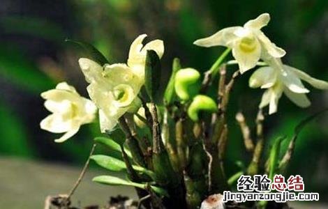 铁皮石斛产地在哪里 正宗铁皮石斛产地在哪里