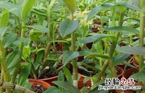 铁皮石斛产地在哪里 正宗铁皮石斛产地在哪里