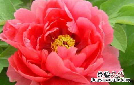 牡丹和芍药的区别有哪些 芍药和牡丹有何区别