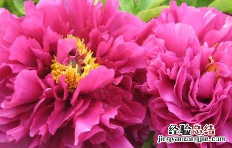 牡丹和芍药的区别有哪些 芍药和牡丹有何区别