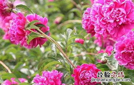 牡丹和芍药的区别有哪些 芍药和牡丹有何区别