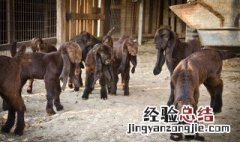 中国有养殖大马士革山羊吗 国内哪里养殖大马士革山羊